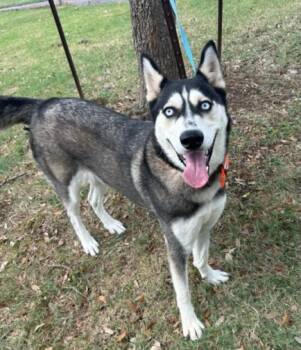 Rescue Siberian Husky and Mixed Breed Dogs for Adoption in Texas City, Texas - LULLY | PetCurious