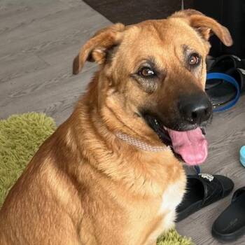 Jellybean -  Great Pyrenees Dog for Adoption - Jellybean | PetCurious