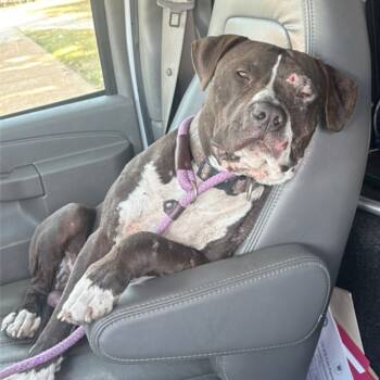 Rescue Terrier Dogs for Adoption in St. Louis, Missouri - Clemente | PetCurious