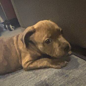 Bowser -  Mixed Breed Dog for Adoption in Austin, Texas - Bowser | PetCurious