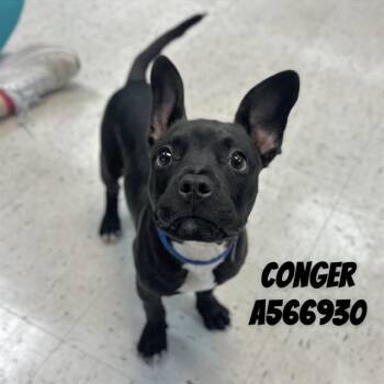 Pit Bull Terrier Dogs Available for Adoption - CONGER | PetCurious