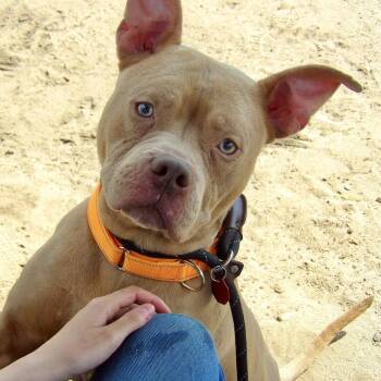 Pit Bull Terrier Dogs Available for Adoption in Newark, New Jersey - Diesel | PetCurious