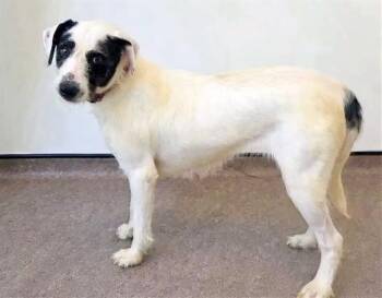 MOLLY -  Collie Dog for Adoption in Brentwood, Missouri - MOLLY | PetCurious