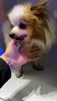 AVA -  Pomeranian Dog for Adoption in Houston, Texas - AVA | PetCurious