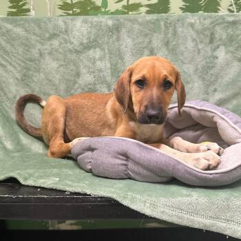 Trilby -  Doberman Pinscher Dog for Adoption in Logan, Utah - Trilby | PetCurious