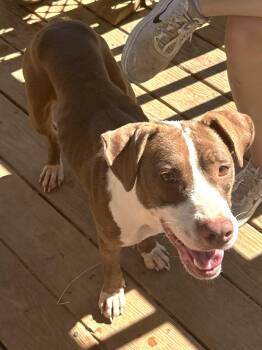 261487  Reba -  Pit Bull Terrier Dog for Adoption in Wetumpka, Alabama - 261487  Reba | PetCurious