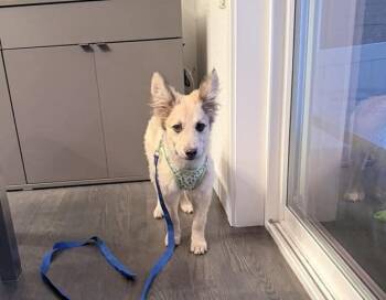 Shepherd Dogs Available for Adoption - Rockie (A1244095) | PetCurious