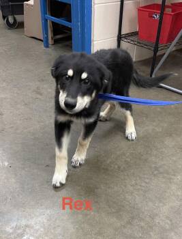 Rescue Shepherd Dogs for Adoption in Alexander City, Alabama - Rex | PetCurious