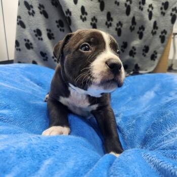 6 - Callan -  Pit Bull Terrier and Mixed Breed Dog for Adoption in North Battleford, Saskatchewan - 6 - Callan | PetCurious