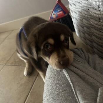 Mixed Breed Dogs Available for Adoption - Russ | PetCurious