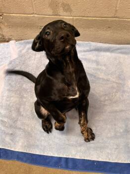 Jill -  Mixed Breed Dog for Adoption in Collierville, Tennessee - Jill | PetCurious
