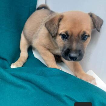 Little Bit -  Black Mouth Cur Dog for Adoption in New Tazewell, Tennessee - Little Bit | PetCurious
