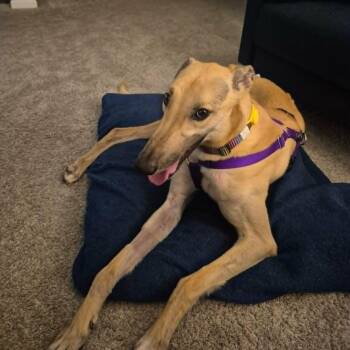 Greyhound Dogs Available for Adoption in Venice, Florida - Shardogs Matt (Matt) | PetCurious