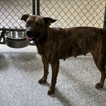Trapped Stray G L A Rd -  Mixed Breed Dog for Adoption in Roxboro, North Carolina - Trapped Stray G L A Rd | PetCurious