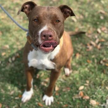 Rescue Pit Bull Terrier and Mixed Breed Dogs for Adoption in Texas City, Texas - GHIRARDELLI | PetCurious