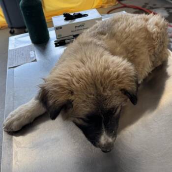 Mixed Breed Dogs Available for Adoption in Las Cruces, New Mexico - 106140 | PetCurious