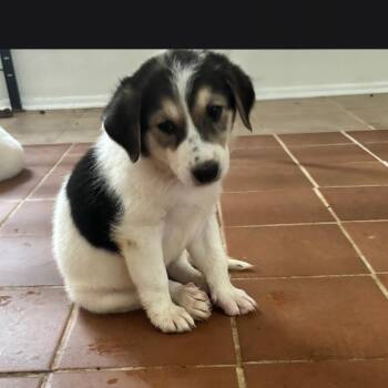 Serenity -  Australian Shepherd Dog for Adoption in Plano, Texas - Serenity | PetCurious
