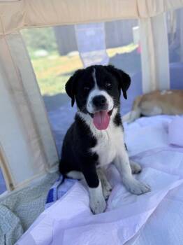 Great Pyrenees and Mixed Breed Dogs Available for Adoption in Ellijay, Georgia - Dandie | PetCurious