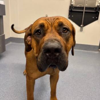 Monae -  Mastiff and Mixed Breed Dog for Adoption in Saint Joseph, Missouri - Monae | PetCurious