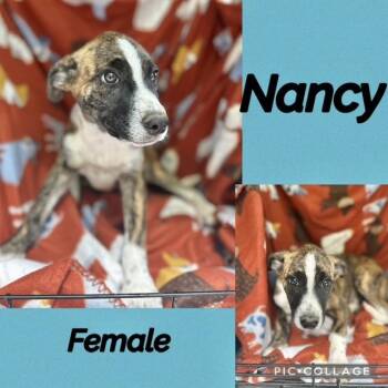 Labrador Retriever Dogs Available for Adoption in Manchester, Connecticut - Nancy | PetCurious