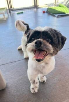 Shane -  Shih Tzu and Lhasa Apso Dog for Adoption in Gardena, California - Shane | PetCurious