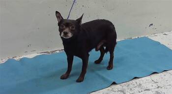 Chihuahua and Mixed Breed Dogs Available for Adoption - SCRAPPY | PetCurious