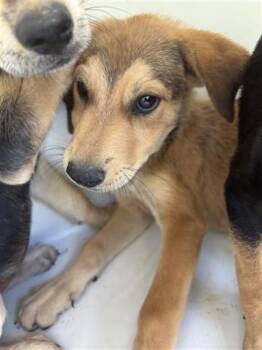 Rescue German Shepherd Dog and Mixed Breed Dogs for Adoption in Houston, Texas - A643319 | PetCurious