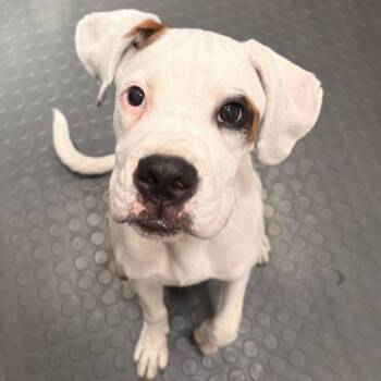 Petey -  Boxer and Mixed Breed Dog for Adoption in Corpus Christi, Texas - Petey | PetCurious