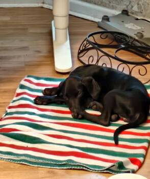 Rescue Black Labrador Retriever Dogs for Adoption in Plano, Texas - Oakley | PetCurious