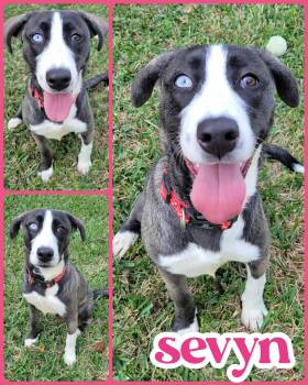 Rescue Australian Shepherd and Husky Dogs for Adoption in Ringwood, New Jersey - Sevyn | PetCurious