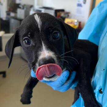 Terrier and Mixed Breed Dogs Available for Adoption - Hawkeye | PetCurious