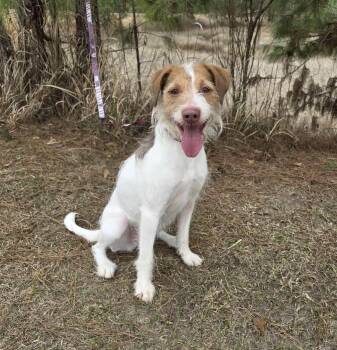 Jack Russell Terrier and Brittany Spaniel Dogs Available for Adoption - Ruby | PetCurious