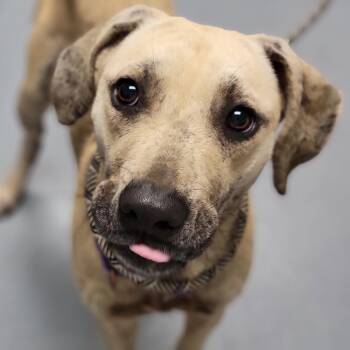 Mixed Breed Dogs Available for Adoption - Cindie | PetCurious