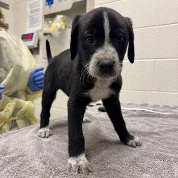Great Pyrenees and German Shorthaired Pointer Dogs Available for Adoption - Mel | PetCurious
