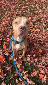 Rescue Pit Bull Terrier and Mixed Breed Dogs for Adoption in Springfield, Illinois - Hammy | PetCurious