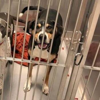 Mushi -  Mixed Breed Dog for Adoption in Davenport, Iowa - Mushi | PetCurious