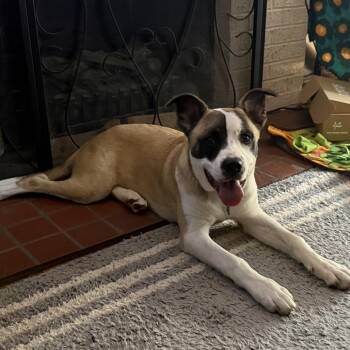 Thomas -  Saint Bernard and Mixed Breed Dog for Adoption in Avon, Ohio - Thomas | PetCurious