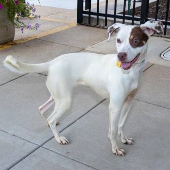 NANCY DREW -  Australian Cattle Dog Blue Heeler and Mixed Breed Dog for Adoption in St. Louis, Missouri - NANCY DREW | PetCurious