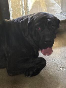 Cane Corso Dogs Available for Adoption - SADIE | PetCurious