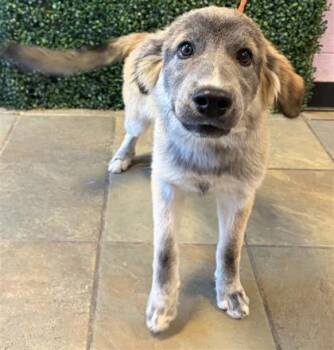 61803562 -  Shepherd and Mixed Breed Dog for Adoption in El Paso, Texas - 61803562 | PetCurious