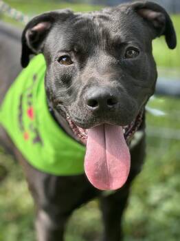 Gordon -  Pit Bull Terrier Dog for Adoption in Anderson, Indiana - Gordon | PetCurious