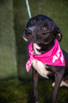 Daysi -  Black Mouth Cur and Mixed Breed Dog for Adoption in Portland, Oregon - Daysi | PetCurious