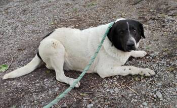 Retriever Dogs Available for Adoption in New Lexington, Ohio - Gordy #68 | PetCurious