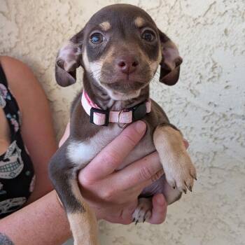 Chiweenie Dogs Available for Adoption in Las Vegas, Nevada - Kitty | PetCurious
