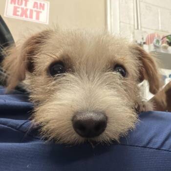 Diva -  Terrier Dog for Adoption in Edinburg, Texas - Diva | PetCurious