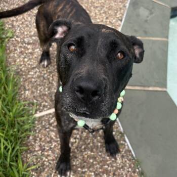 Prima -  American Staffordshire Terrier Dog for Adoption in Houston, Texas - Prima | PetCurious