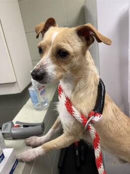 ROCCO -  Chihuahua and Parson Russell Terrier Dog for Adoption in Minneapolis, Minnesota - ROCCO | PetCurious