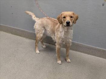 BENNY -  Golden Retriever Dog for Adoption in Las Vegas, Nevada - BENNY | PetCurious