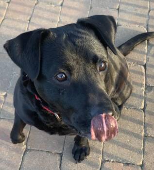 Labrador Retriever Dogs Available for Adoption - Tink | PetCurious