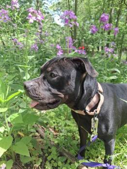 Cocoa Puffs (26-072 D -  Mixed Breed Dog for Adoption in Lansing, Michigan - Cocoa Puffs (26-072 D | PetCurious